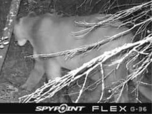 Cougar sighting in Porcupine Mountains