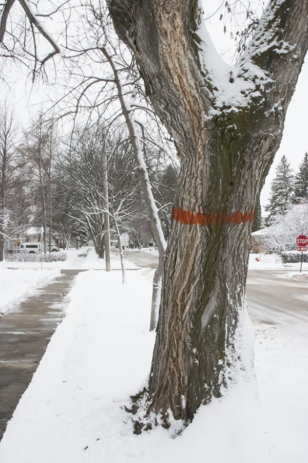 Diseased elm tree removal under way
