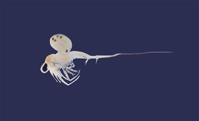 Spiny Waterflea, Zebra Mussels detected in samples