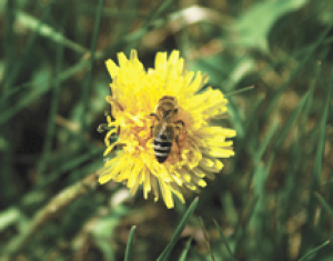 Cosmetic pesticide rules change