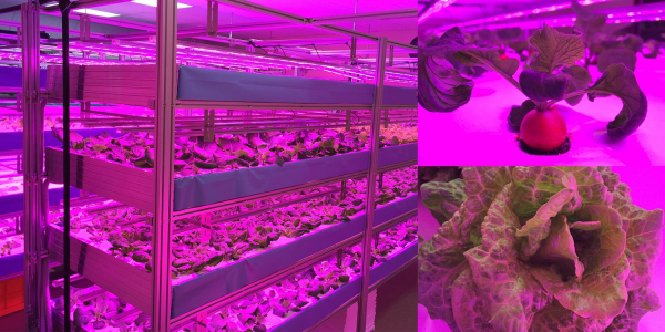 Smart Farm creates produce with higher nutrient levels