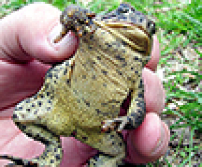 Everything you wanted to know about toads