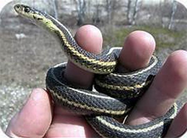 Ken Kingdon talks snakes