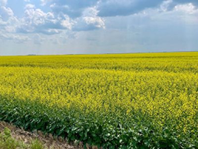 Impact of canola tariff will be devastating