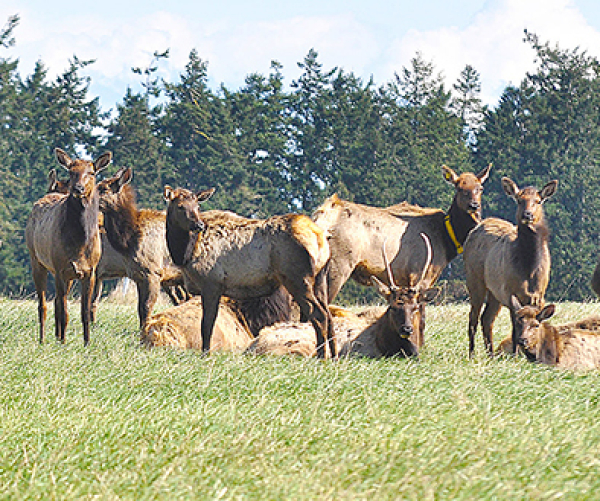 Petition calls for elk cull