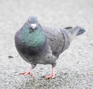 Program poses pigeon problem panacea