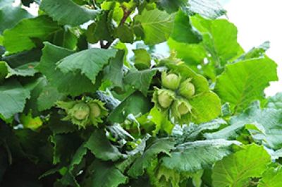 A love and hate relationship with the hazelnut