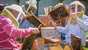 Bees remain a mystery to Kingdon