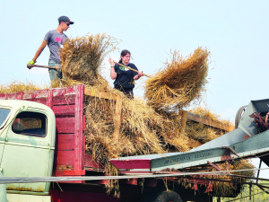 Celebrating the Harvest