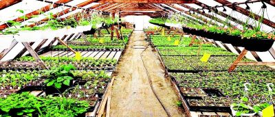 Beautifying the area for 20 years
