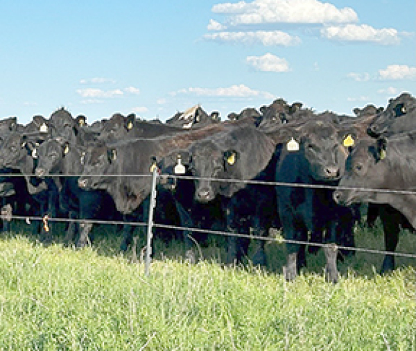 AWWD can help with your grazing