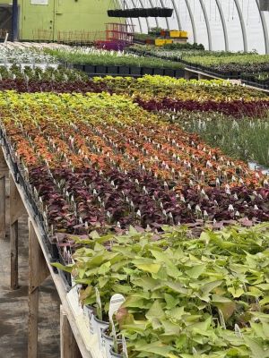 Lynn’s Plants and Things brings in new varieties for the season