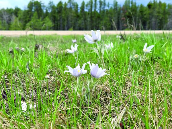 Park in Bloom