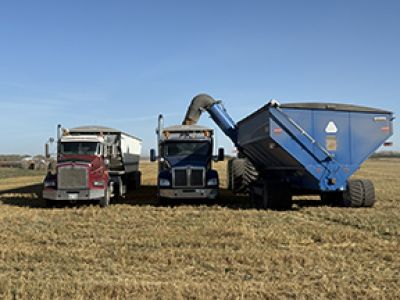 Canola had some challenges this year