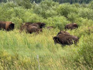 Give me a home, where the buffalo roam