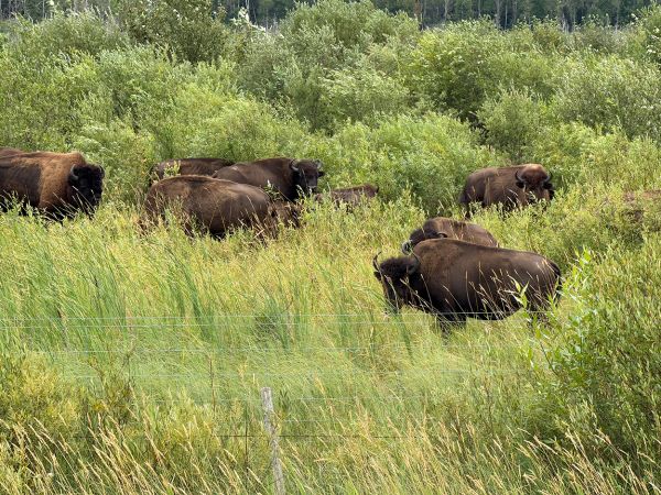 Give me a home, where the buffalo roam